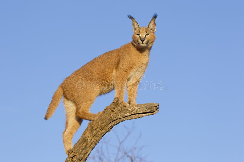 Caracal (Felis caracal) up high on a dead log, South Africa. Caracal (Felis caracal) up high on a dead log, South Africa