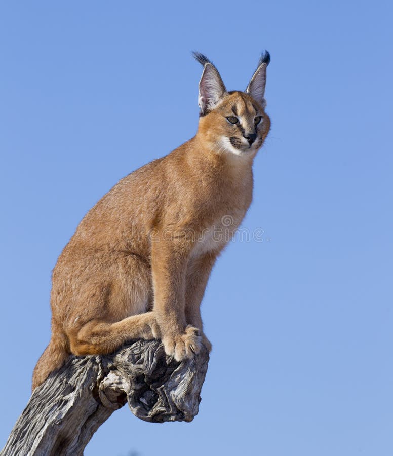 Caracal (Felis caracal) up high on a dead log, South Africa. Caracal (Felis caracal) up high on a dead log, South Africa