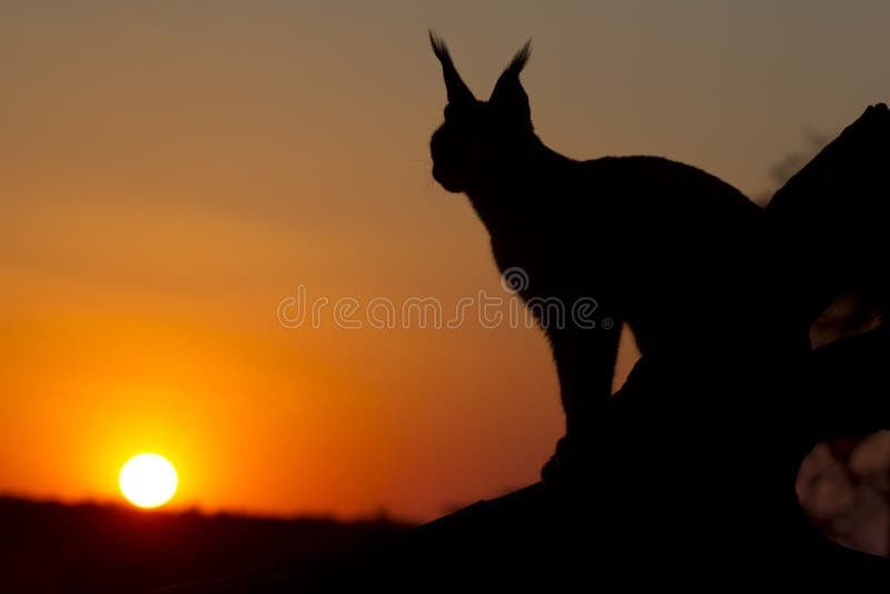 Caracal (Felis caracal) up high on a dead log at sunset in South Africa. Caracal (Felis caracal) up high on a dead log at sunset in South Africa