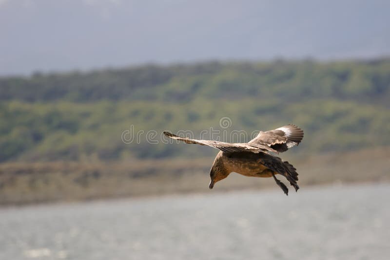 Caracara chimango flyng on Beagle Channel near Ushuaia stock photo Caracara chimango flyng on Beagle Channel near Ushuaia stock photo