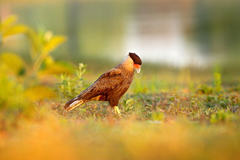 Caracara del sud, camminante nell'erba con l'acqua di fiume nei precedenti Pantanal, il Brasile Ritratto del pla del Caracara del fotografia stock