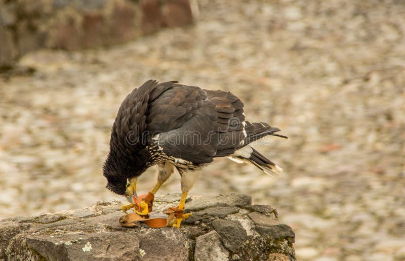 Download Caracara Giovanile Della Montagna, Megalopterus Di Phalcoboenus Al Parco Del Condor In Otavalo Fotografia Stock - Immagine di giovane, condor: 117978980
