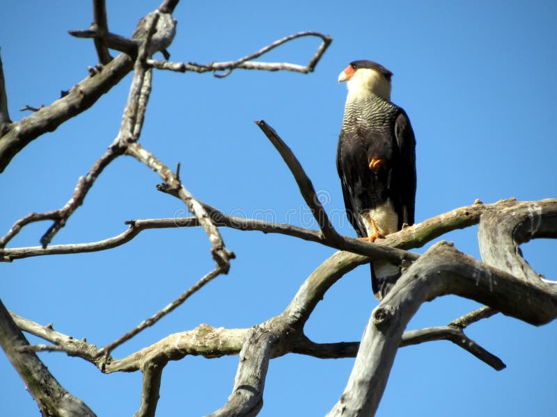 Caracara Plancus immagini stock Caracara Plancus immagini stock