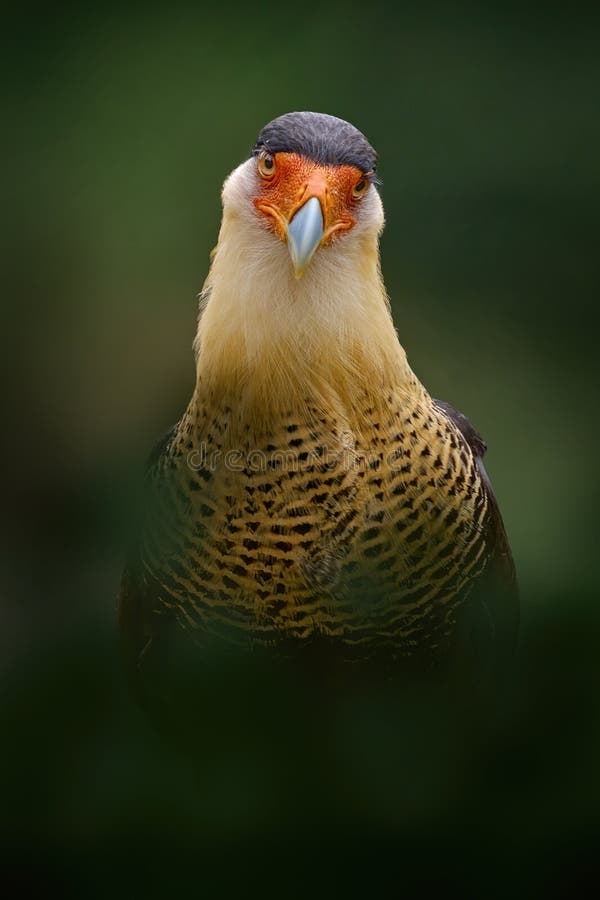 Caracara seduta nel dar Forest corcovado np costa rica. pianco caracara meridionale alla luce del mattino. ritratto di un uccello fotografia stock libera da diritti