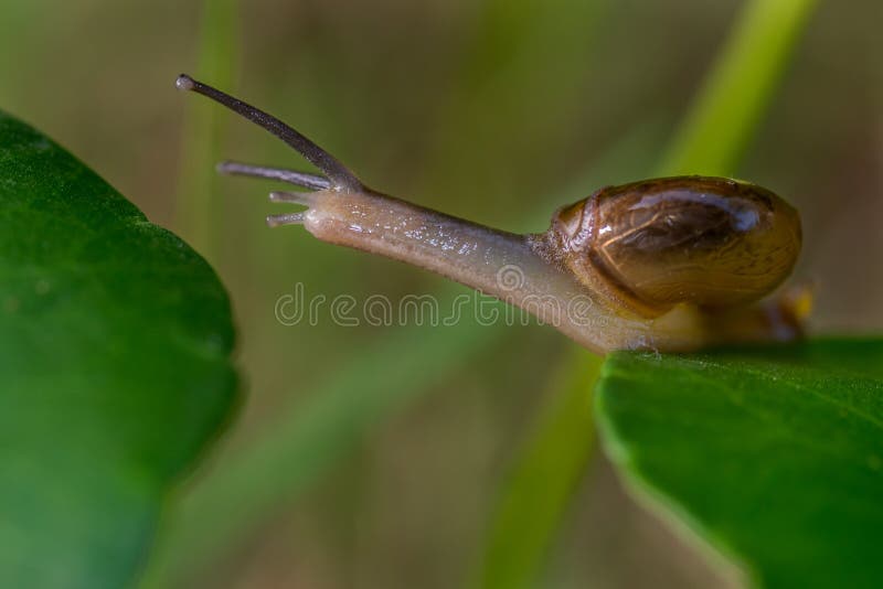 Caracol foto de archivo libre de regalías