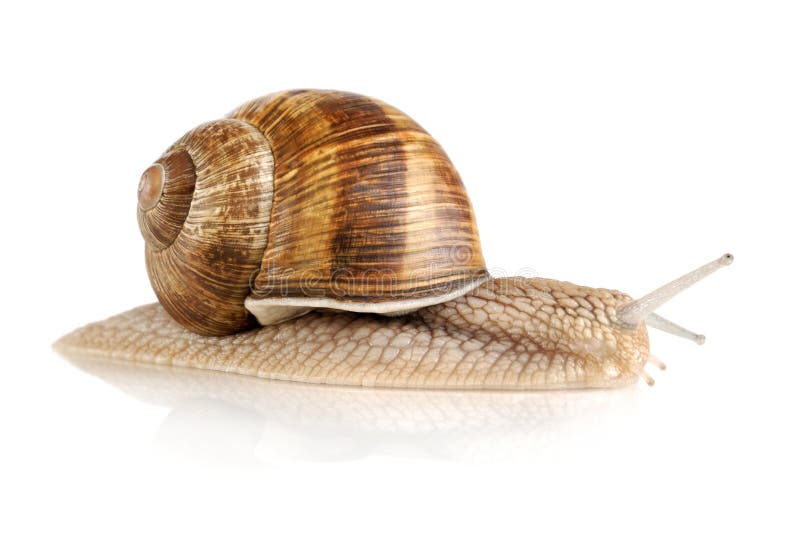 Single garden snail with a beautiful shell, isolated on white with some reflection. Single garden snail with a beautiful shell, isolated on white with some reflection