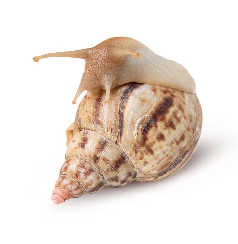 Caracol aislado en el fondo blanco fotografía de archivo libre de regalías Caracol aislado en el fondo blanco fotografía de archivo libre de regalías