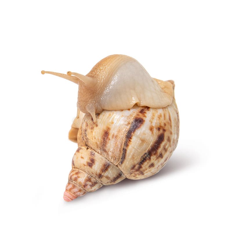 Caracol aislado en el fondo blanco imagen de archivo libre de regalías Caracol aislado en el fondo blanco imagen de archivo libre de regalías