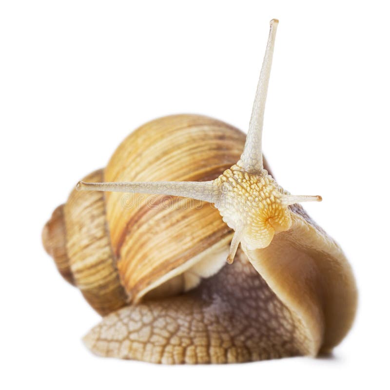 Studio shot of funny snail isolated on white background. Studio shot of funny snail isolated on white background.