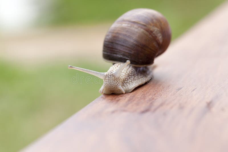 Caracol de la uva fotografía de archivo Caracol de la uva fotografía de archivo