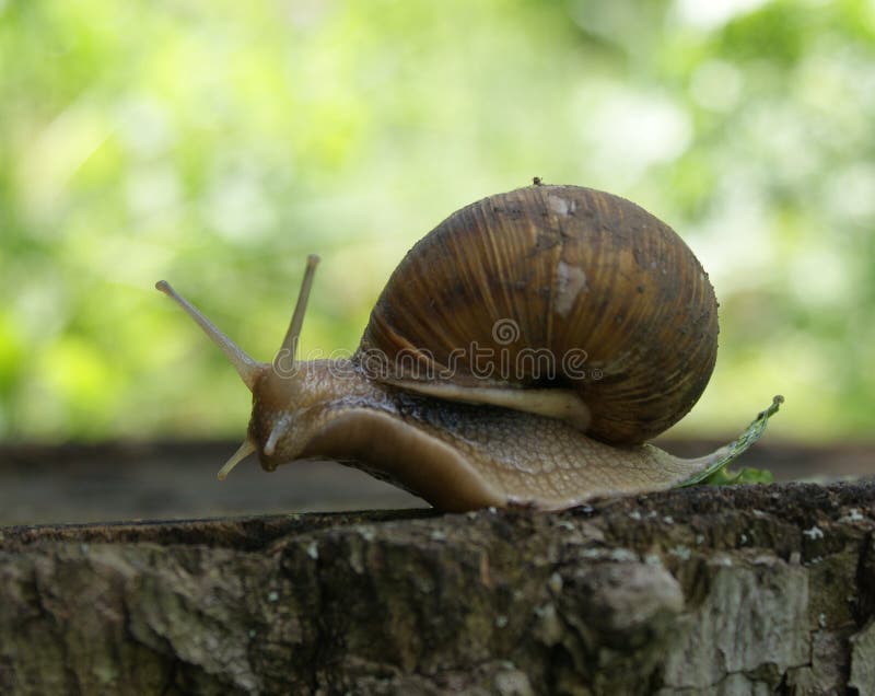 Caracol de la uva Un adulto fotografía de archivo Caracol de la uva Un adulto fotografía de archivo