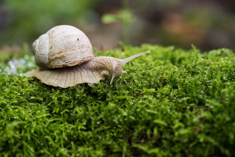Caracol de tierra, pomatia de la hélice en copyspace verde claro del musgo del bosque imagen de archivo Caracol de tierra, pomatia de la hélice en copyspace verde claro del musgo del bosque imagen de archivo