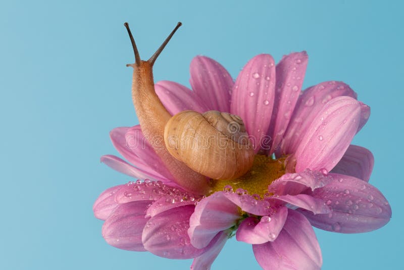 Caracol De Uva De Jardín Sobre Una Flor De Crisantemo Rosa Sobre Un Fondo  Negro. Para El Afiche Foto de archivo - Imagen de claxones, cartel:  228575022