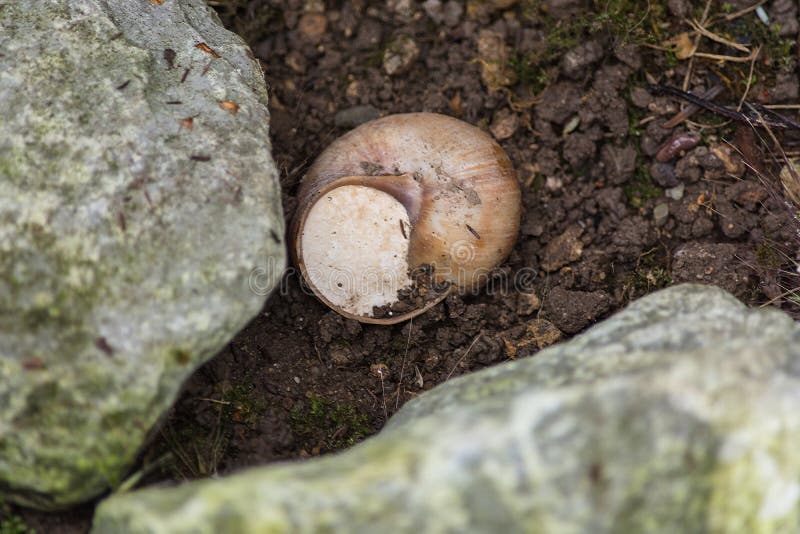 Caracol del viñedo en una cáscara del caracol fotografía de archivo Caracol del viñedo en una cáscara del caracol fotografía de archivo