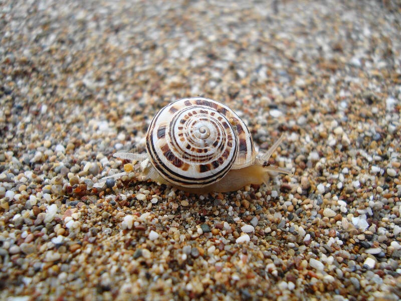 Caracol en la costa del mar imagen de archivo libre de regalías Caracol en la costa del mar imagen de archivo libre de regalías