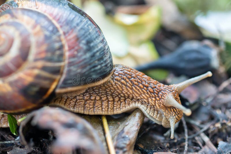 Caracol grande de la uva que se arrastra en su negocio foto de archivo libre de regalías Caracol grande de la uva que se arrastra en su negocio foto de archivo libre de regalías