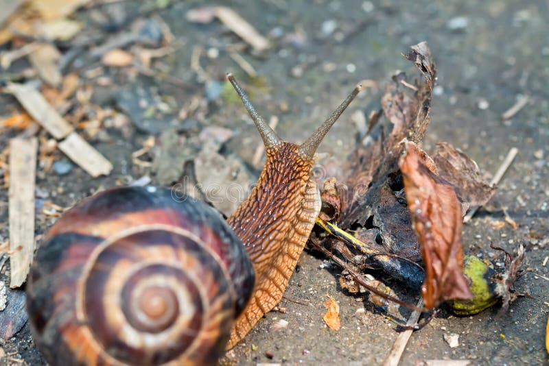 Caracol grande de la uva que se arrastra en su negocio fotografía de archivo Caracol grande de la uva que se arrastra en su negocio fotografía de archivo