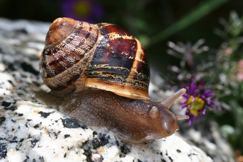 Caracol na rocha fotos de stock Caracol na rocha fotos de stock
