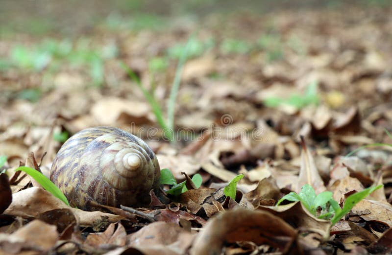 Caracol na terra e a pilha das folhas secas é um molusco com um único shell espiral imagens de stock Caracol na terra e a pilha das folhas secas é um molusco com um único shell espiral imagens de stock