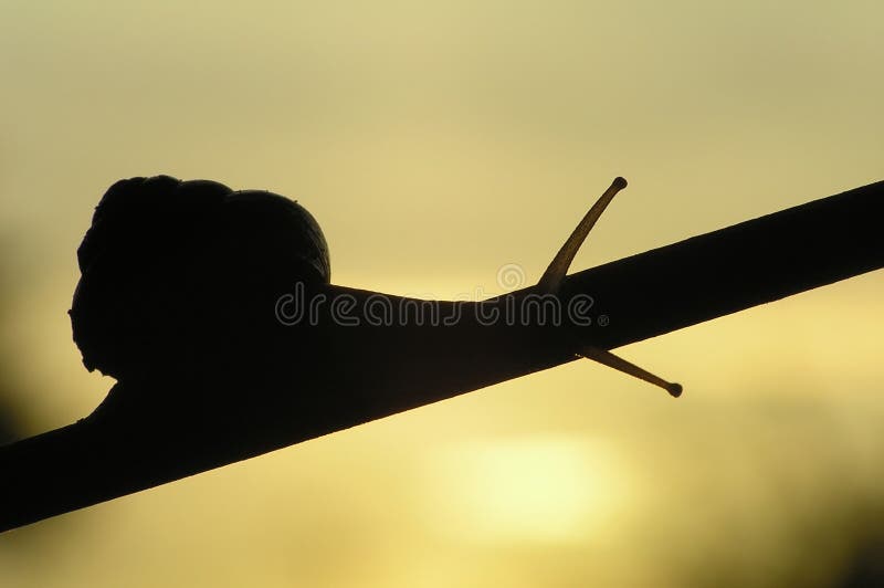 Caracol negro imágenes de archivo libres de regalías