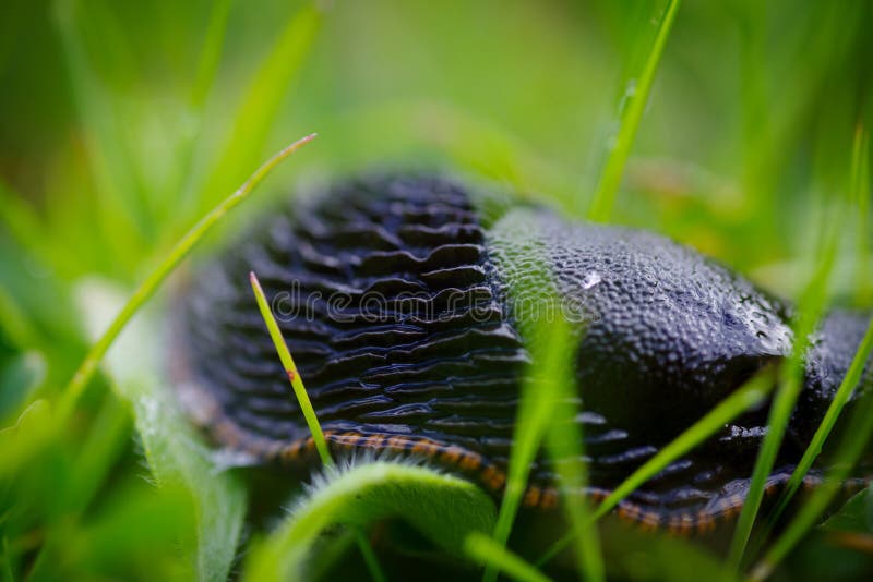 Caracol negro imagen de archivo libre de regalías