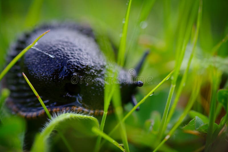 Caracol negro foto de archivo libre de regalías