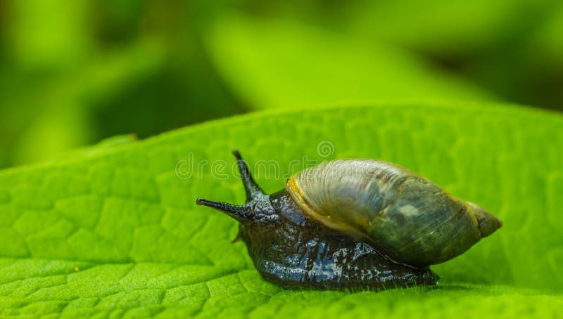 Caracol negro joven inusual con su casa imagenes de archivo