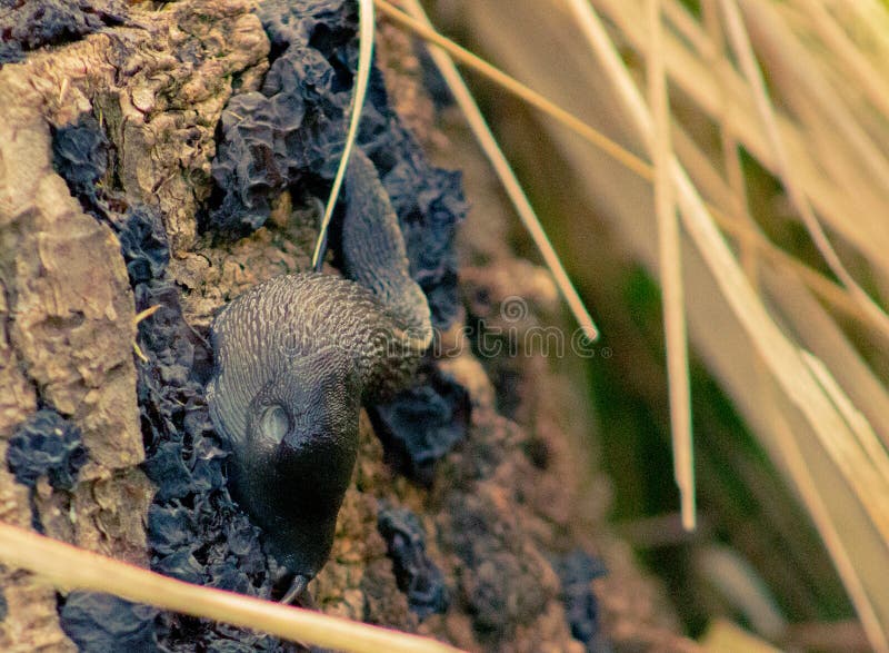 Caracol negro sobre un tocón viejo fotos de archivo libres de regalías