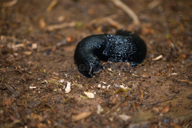 Caracol negro imagen de archivo libre de regalías