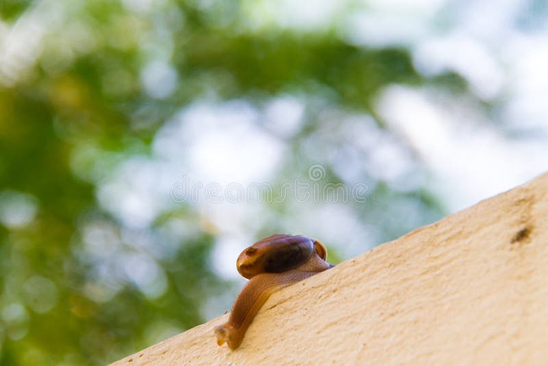 Caracol a caminhar sozinho na parede de betão foto de stock