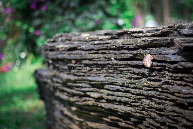 Caracol que move sobre uma rocha foto de stock Caracol que move sobre uma rocha foto de stock