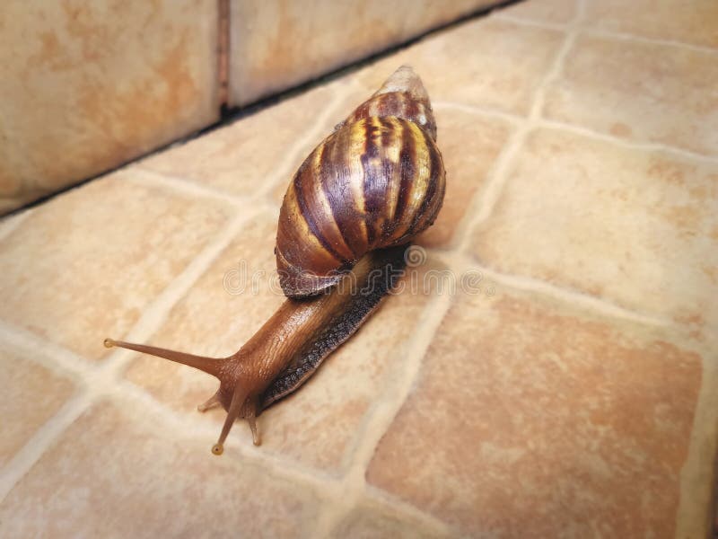 Caracol que se arrastra en el piso tejado foto de archivo Caracol que se arrastra en el piso tejado foto de archivo