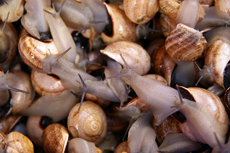 Live edible snails on a moroccan market. Live edible snails on a moroccan market