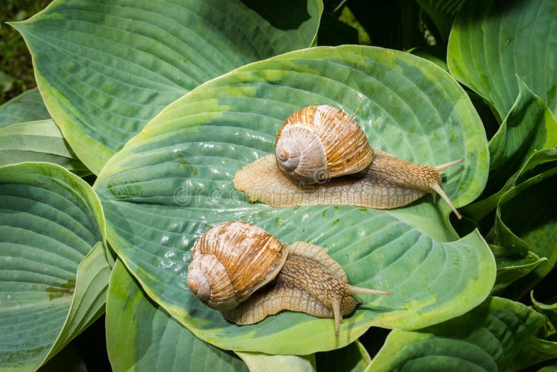 caracóis imagens de stock royalty free caracóis imagens de stock royalty free