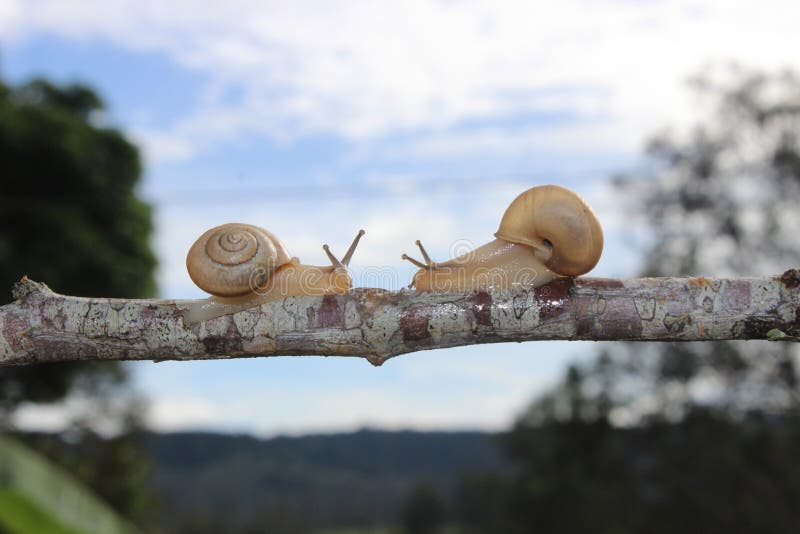 Caracóis que encontram-se no meio de um ramo fotos de stock Caracóis que encontram-se no meio de um ramo fotos de stock