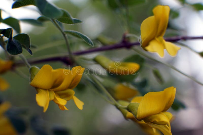 Caragana arborescens, gele marcofotografie van acaciabloemen stock fotografie Caragana arborescens, gele marcofotografie van acaciabloemen stock fotografie