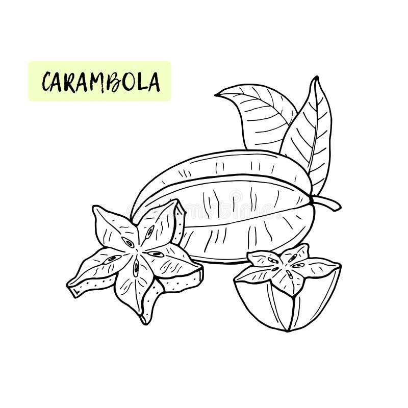 Carambola eller Starfruit F?rgl?ggningbok f?r ungar Tropisk frukt och stycken på vit bakgrund Sommarvektor royaltyfri illustrationer Carambola eller Starfruit F?rgl?ggningbok f?r ungar Tropisk frukt och stycken på vit bakgrund Sommarvektor royaltyfri illustrationer