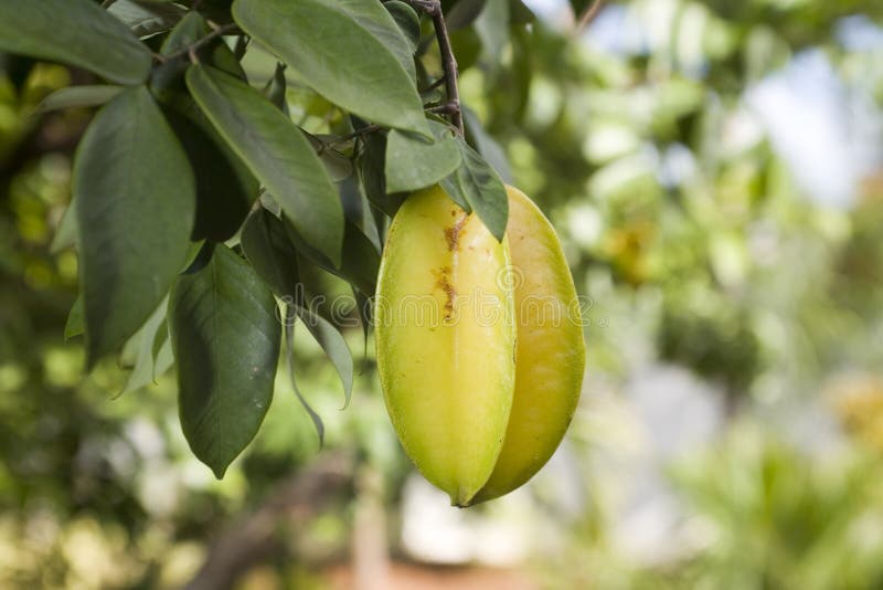 Carambola także znać jako starfruit obraz stock Carambola także znać jako starfruit obraz stock