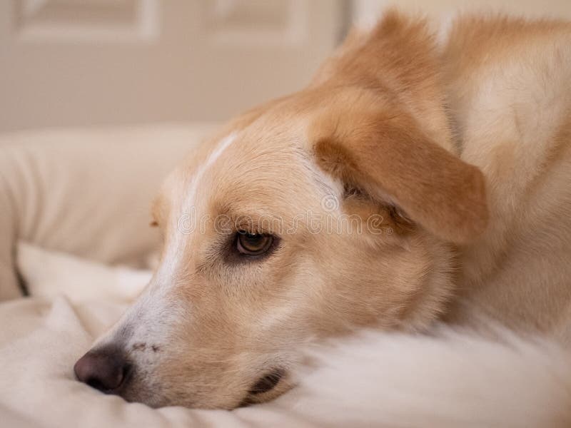A Caramel Colored Dog Relaxing On His Bed Stock Photo Image Of a-caramel-colored-dog-relaxing-on-his-bed-stock-photo-image-of