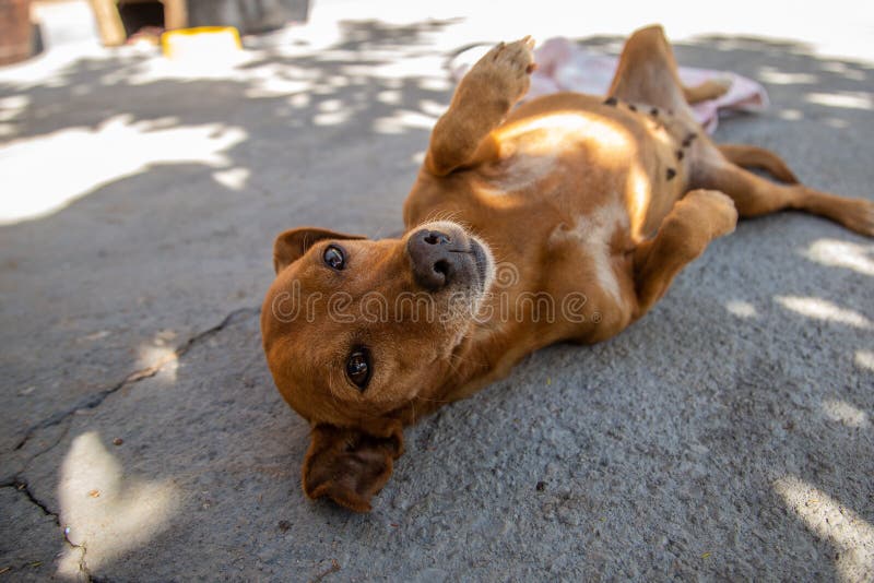 Caramel Dog Lying on Its Back. Stock Photo Image of carpet, covered 214547834
