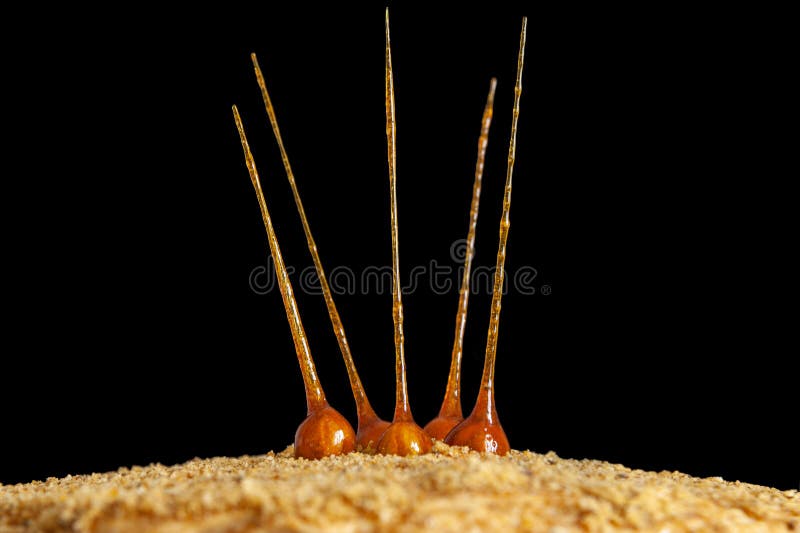 Caramel Hazelnut Glass for Cake Decoration on a Dark Background Stock