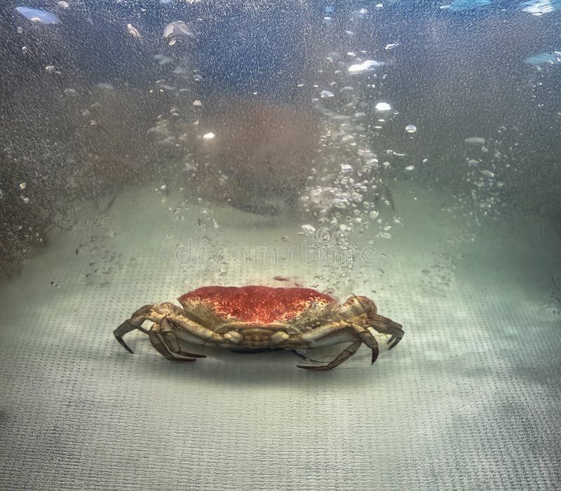 Caranguejo grande no tanque de retenção imagem de stock