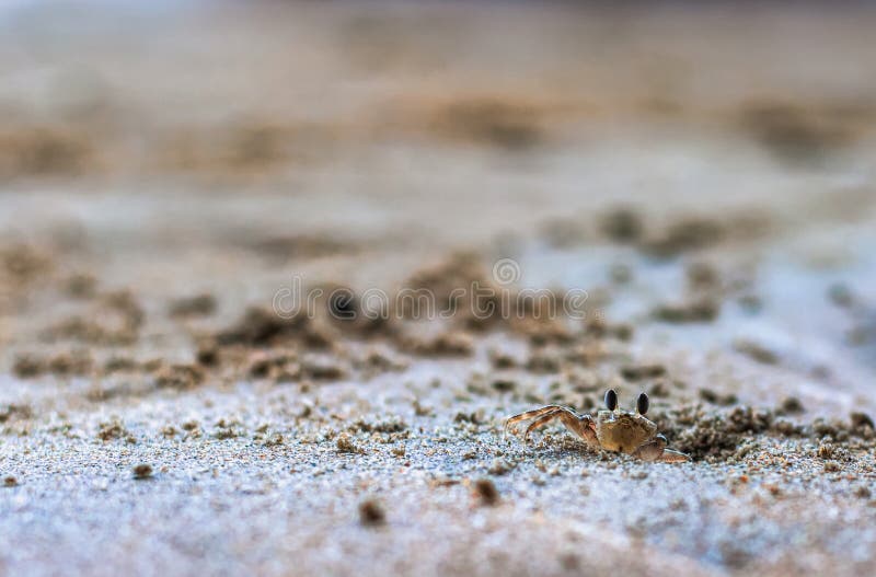 Caranguejo pequeno na areia foto de stock Caranguejo pequeno na areia foto de stock