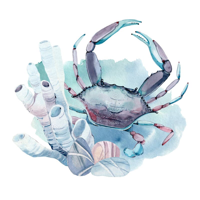 Caranguejo tirado mão da aquarela ilustração royalty free Caranguejo tirado mão da aquarela ilustração royalty free