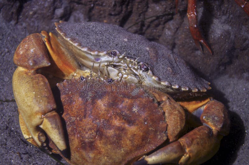 Caranguejos de rocha vermelhos de acoplamento fotografia de stock Caranguejos de rocha vermelhos de acoplamento fotografia de stock