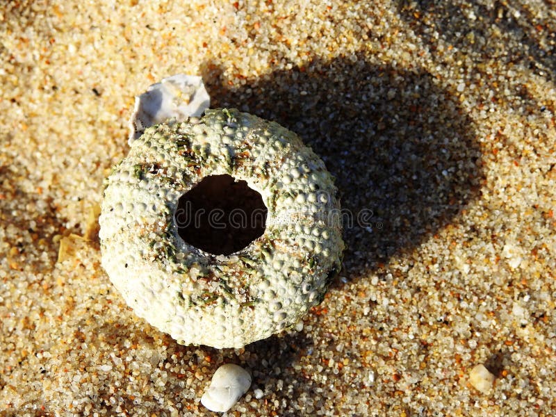 13,313 Carapace Photos libres de droits et gratuites de Dreamstime
