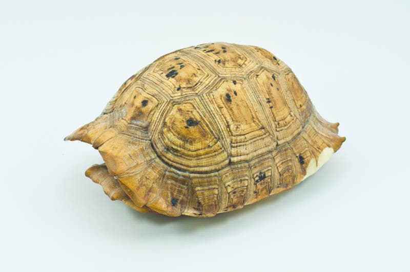 120 Empty Turtle Shell Stock Photos - Free & Royalty-Free Stock Photos from  Dreamstime