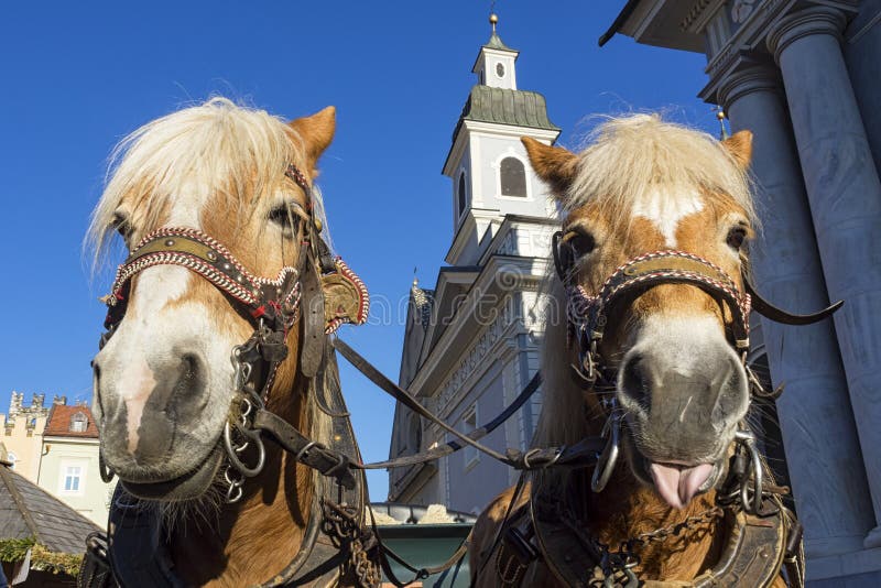 Foto De Stock Cara De Um Belo Cavalo, Royalty-Free