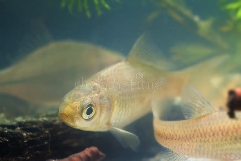 Carassius gibelio, prussian carp or gibel carp, juvenile freshwater fish in European biotope aquarium, underwater royalty free stock photography Carassius gibelio, prussian carp or gibel carp, juvenile freshwater fish in European biotope aquarium, underwater royalty free stock photography