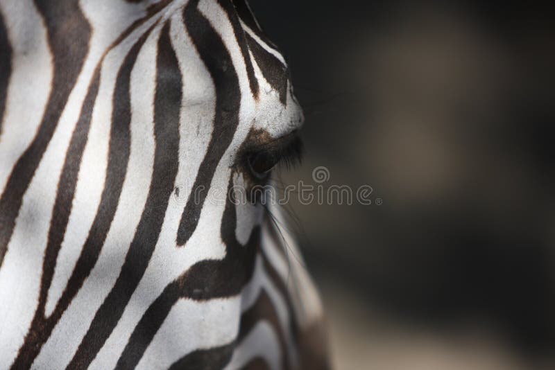 Caratteristica della zebra